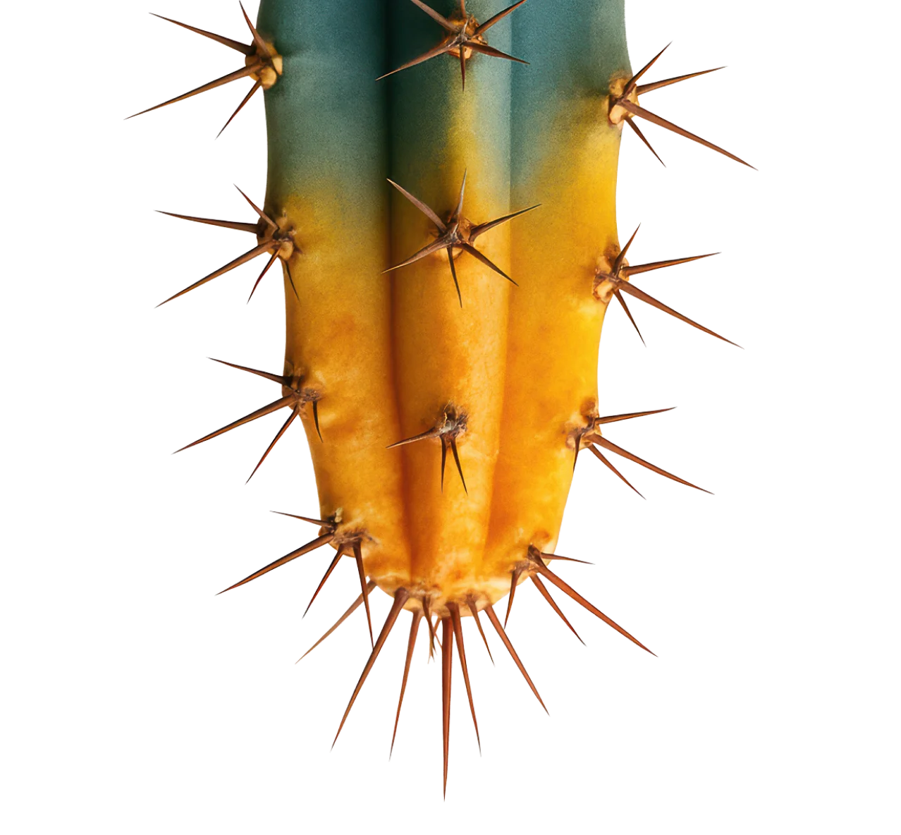 Spiky Cactus